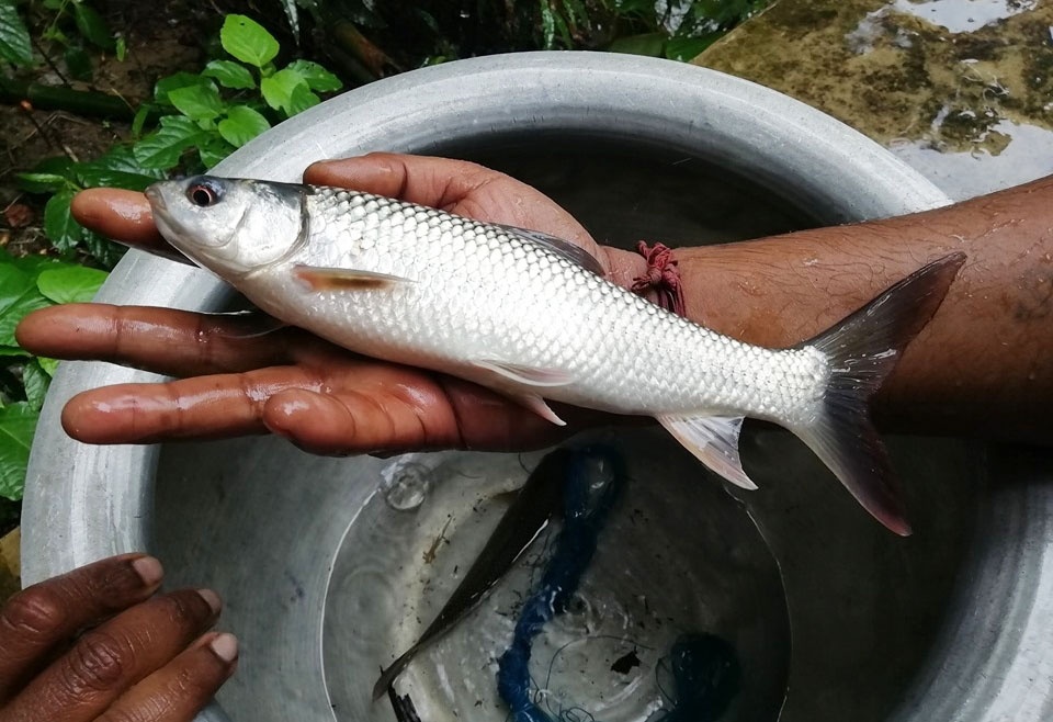 Cá trôi trắng